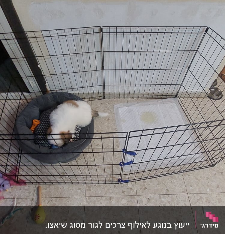 כלב קטן בכלוב עם צעצועים ומצע לאימון גורים